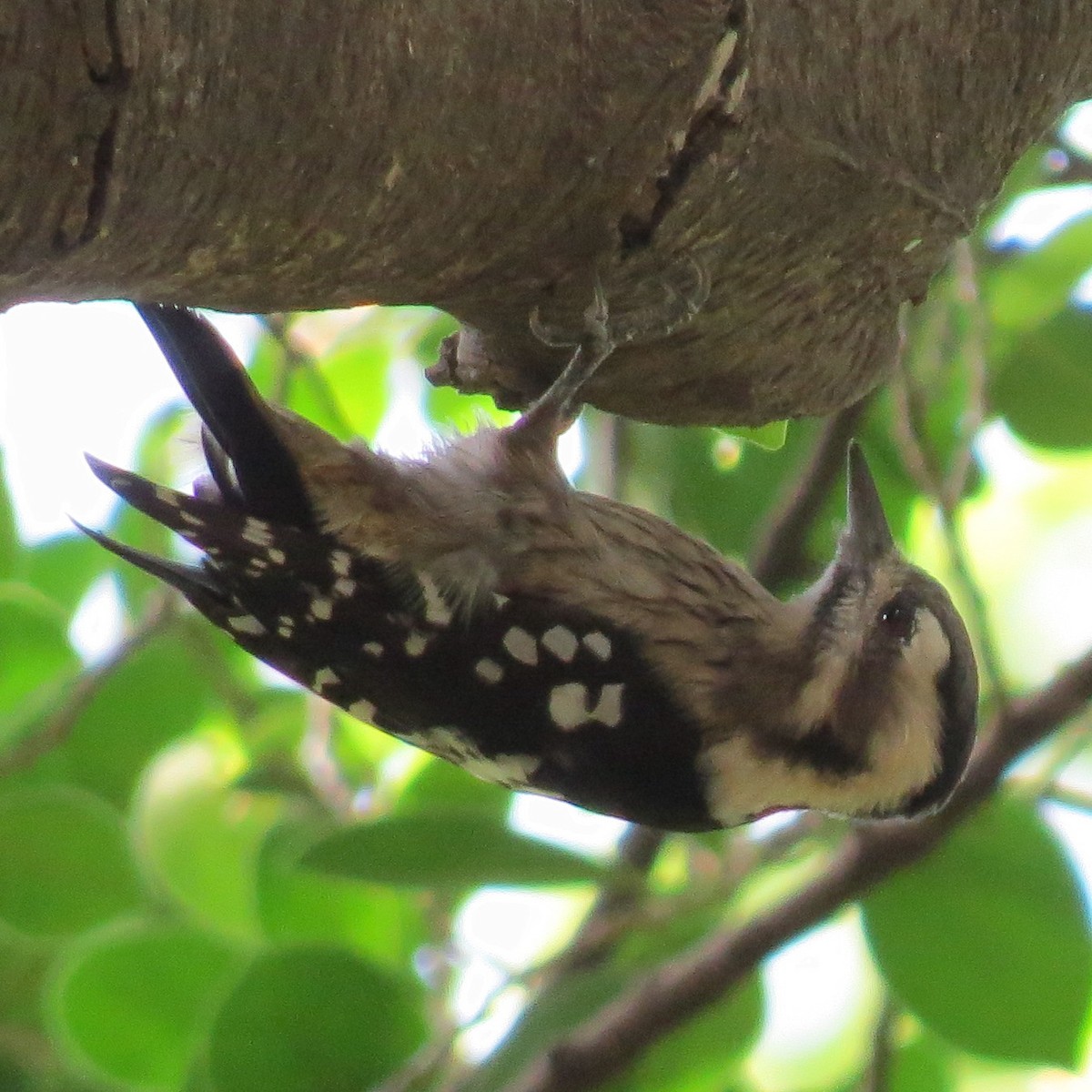 Pic à coiffe grise - ML641976489