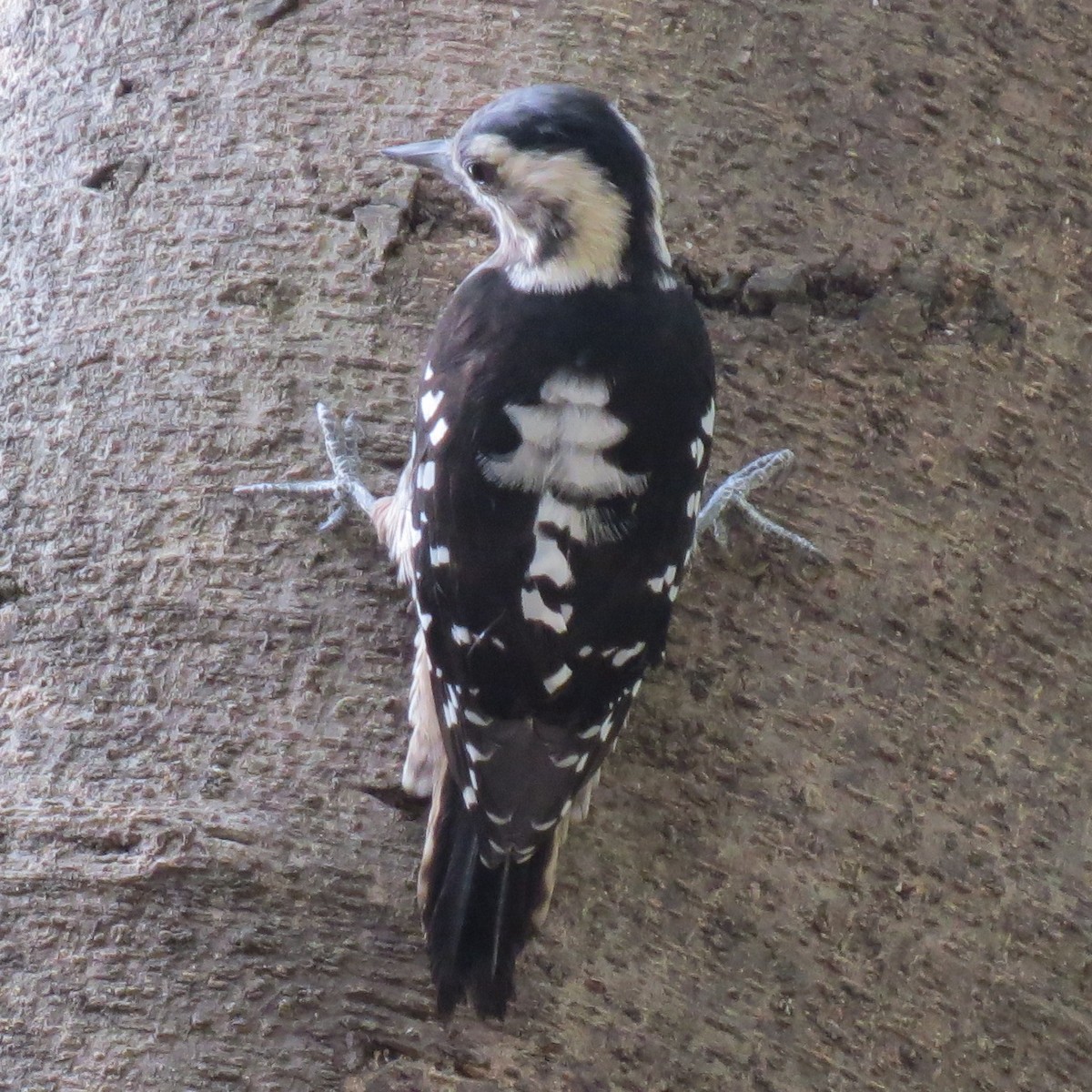 Pic à coiffe grise - ML641976491