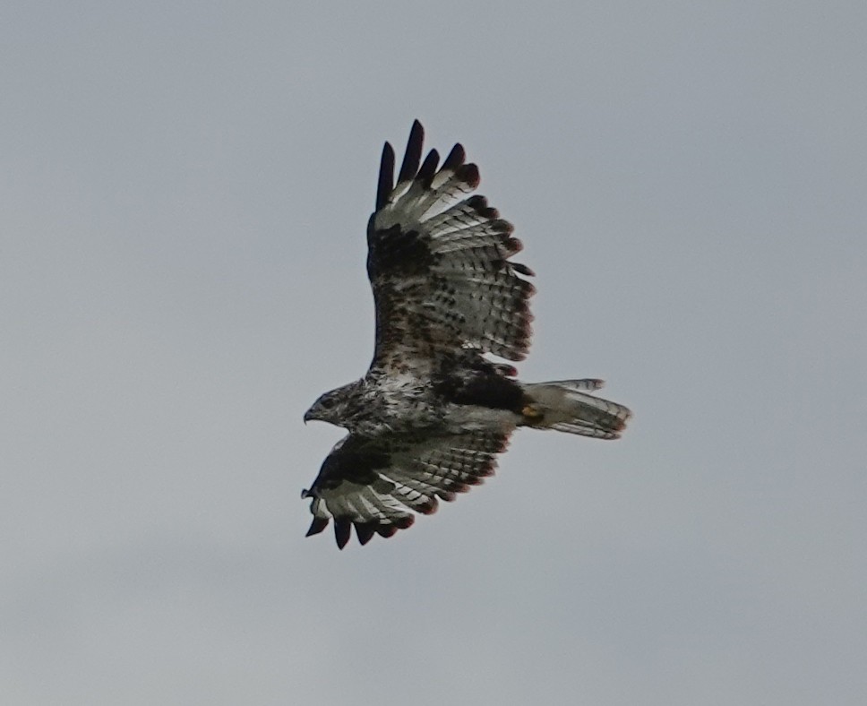 Upland Buzzard - ML641976494