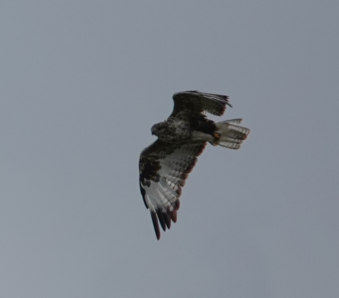 Upland Buzzard - ML641976495
