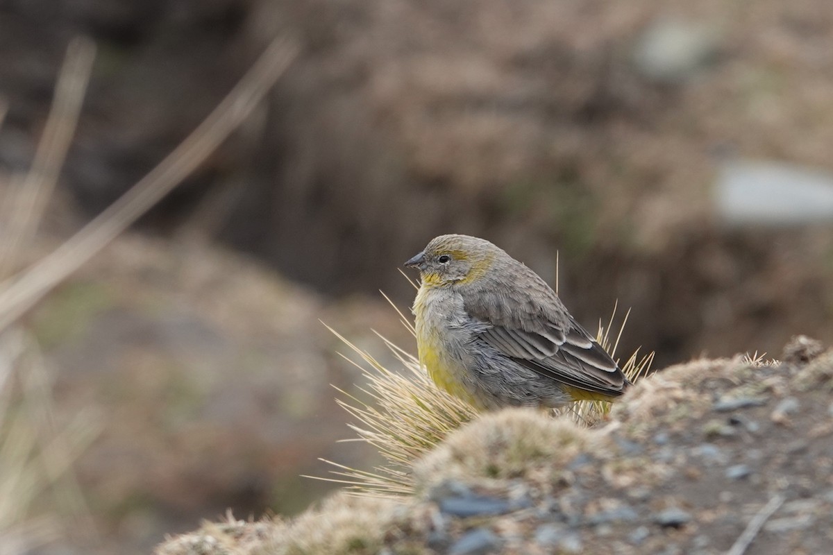 Bright-rumped Yellow-Finch - ML641976496