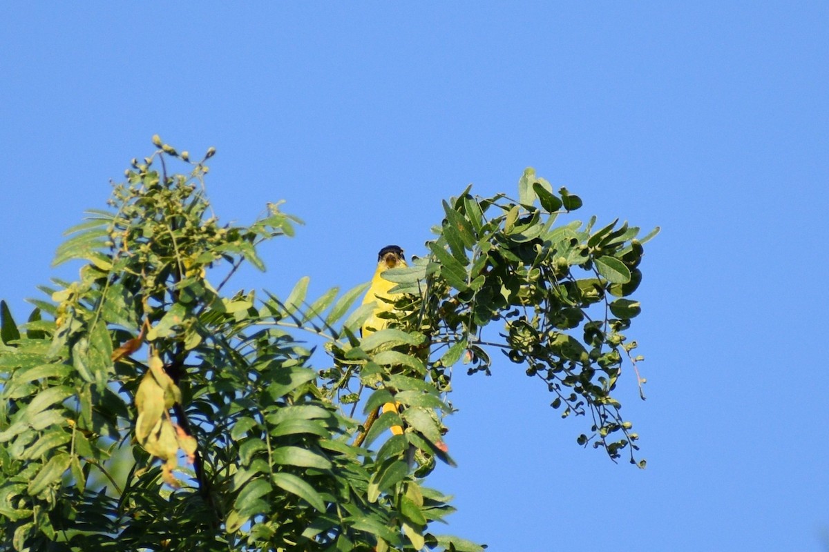 Chardonneret jaune - ML641976499