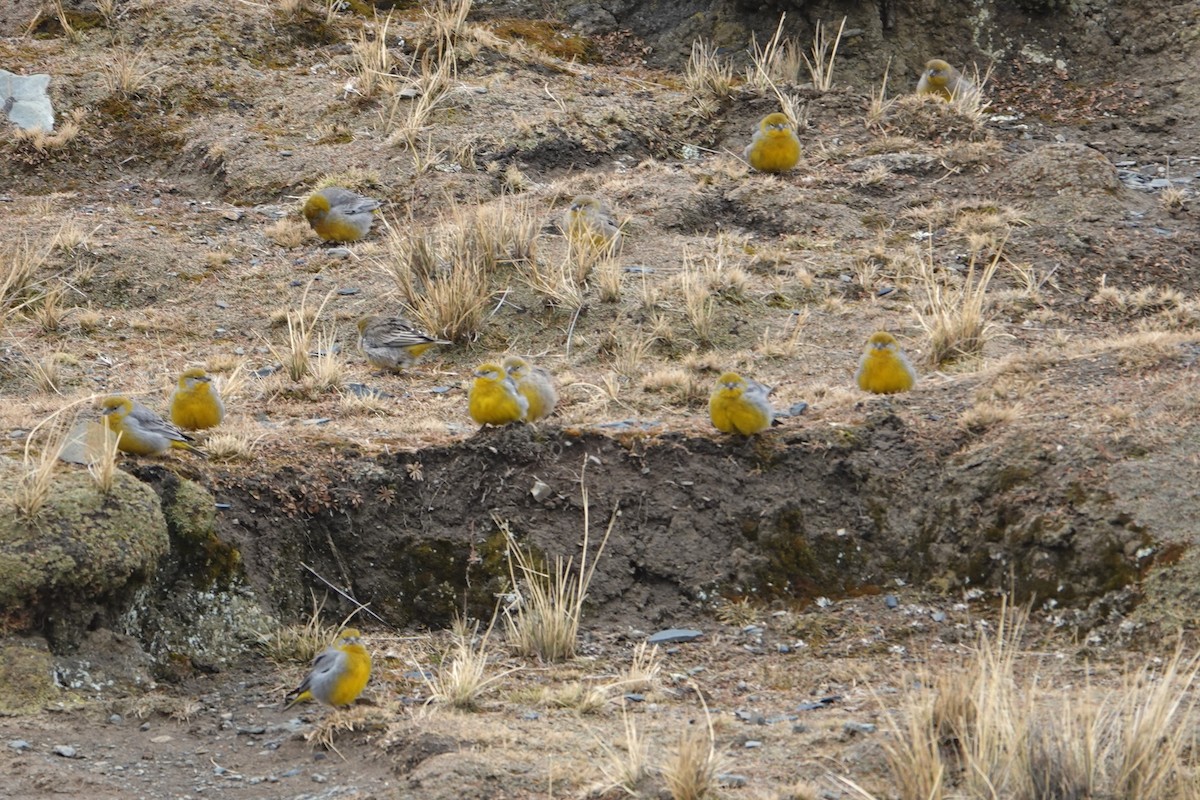 Bright-rumped Yellow-Finch - ML641976500