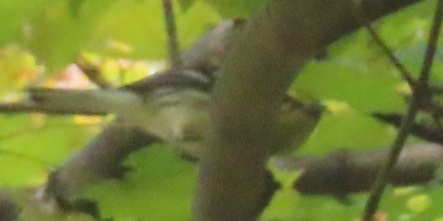 Black-throated Green Warbler - ML641976506