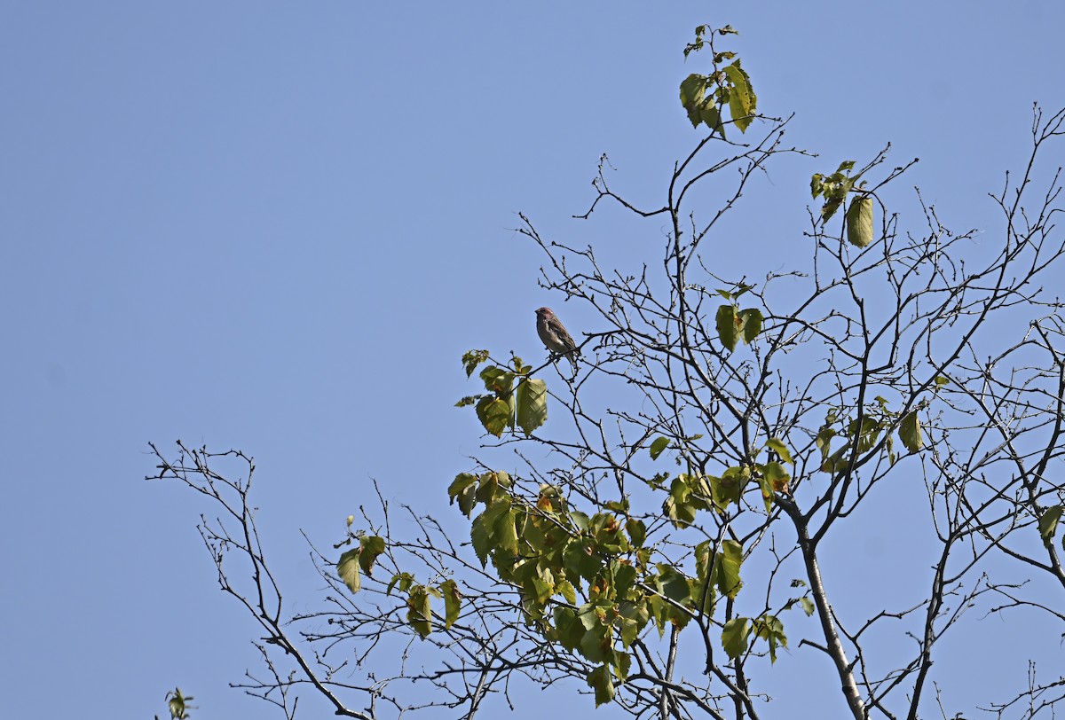 Purpurgimpel - ML641976509