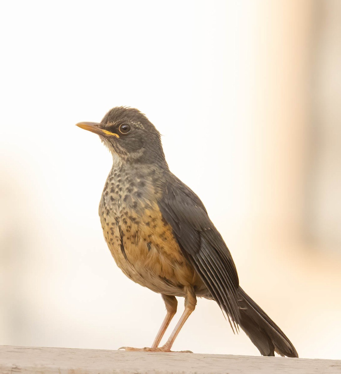 Abyssinian Thrush - ML641976513