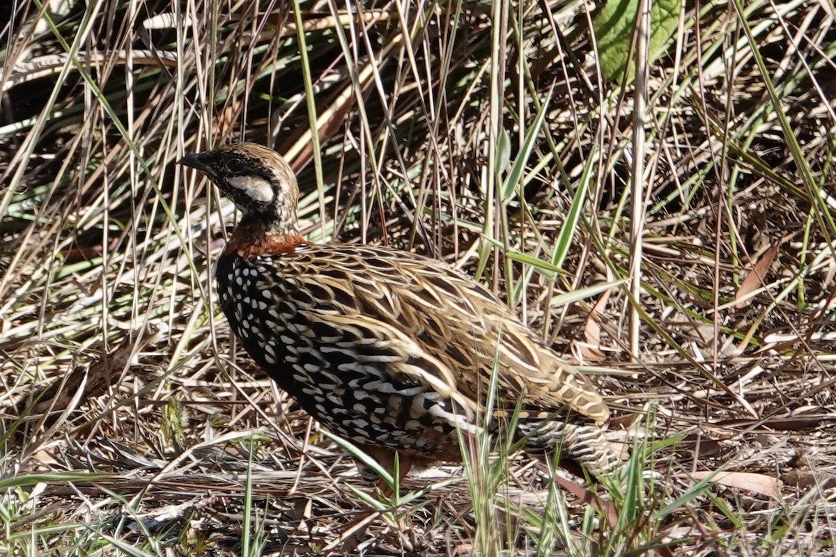 Black Francolin - ML641976524