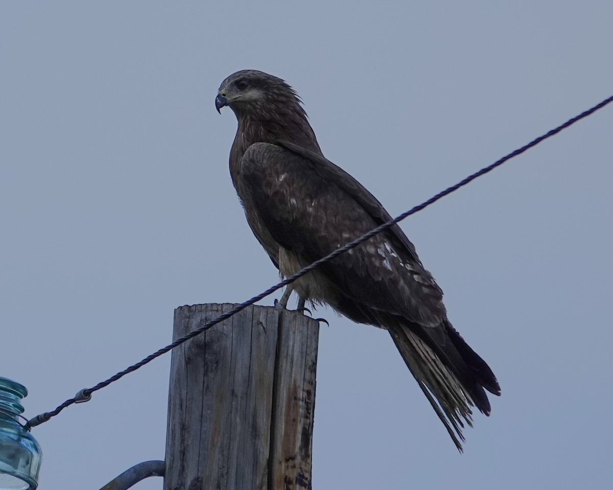 Black Kite - ML641976530