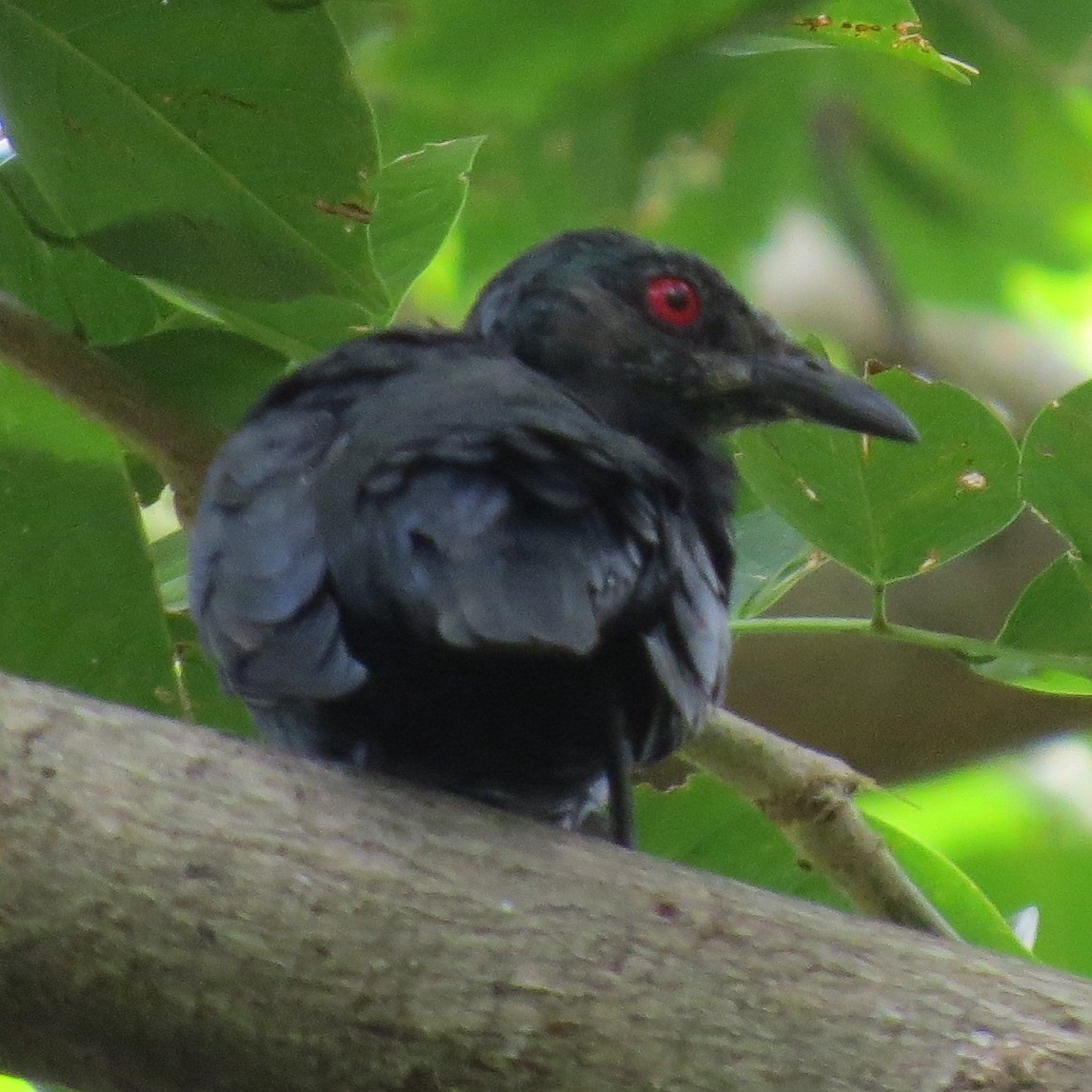 Asian Glossy Starling - ML641976538