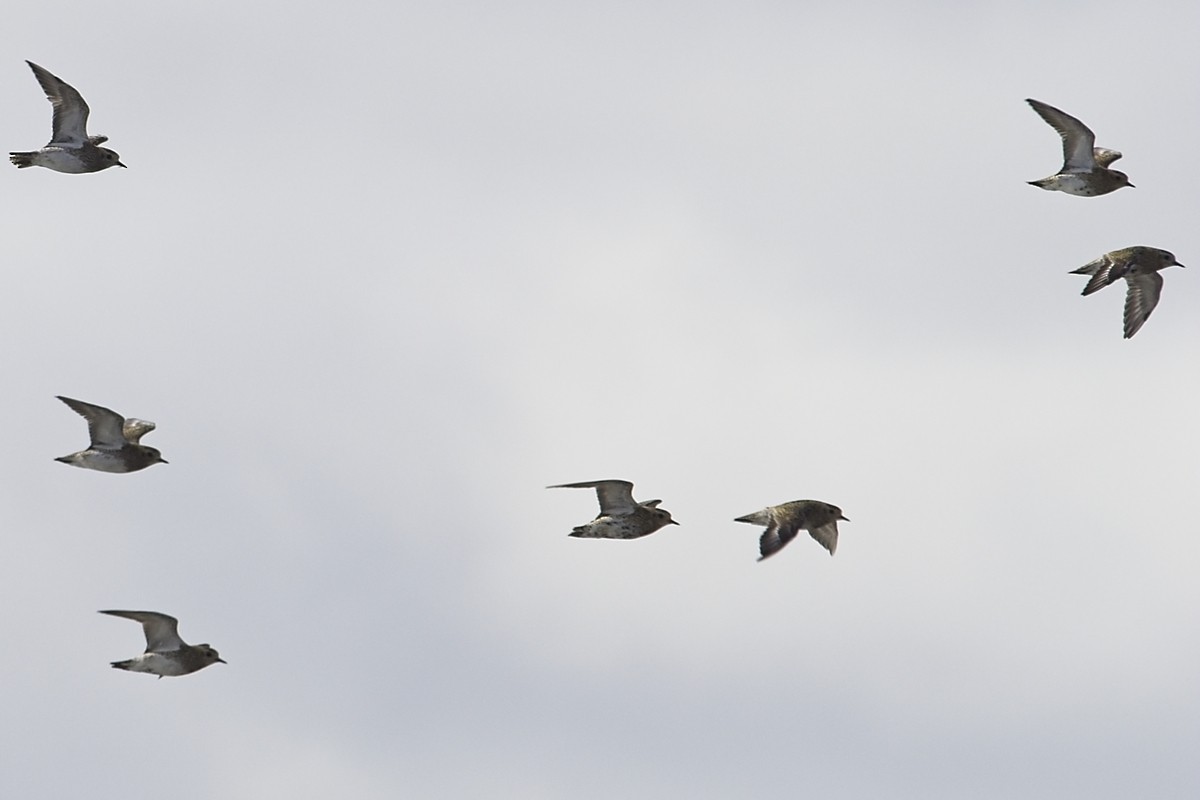 European Golden-Plover - ML641976588