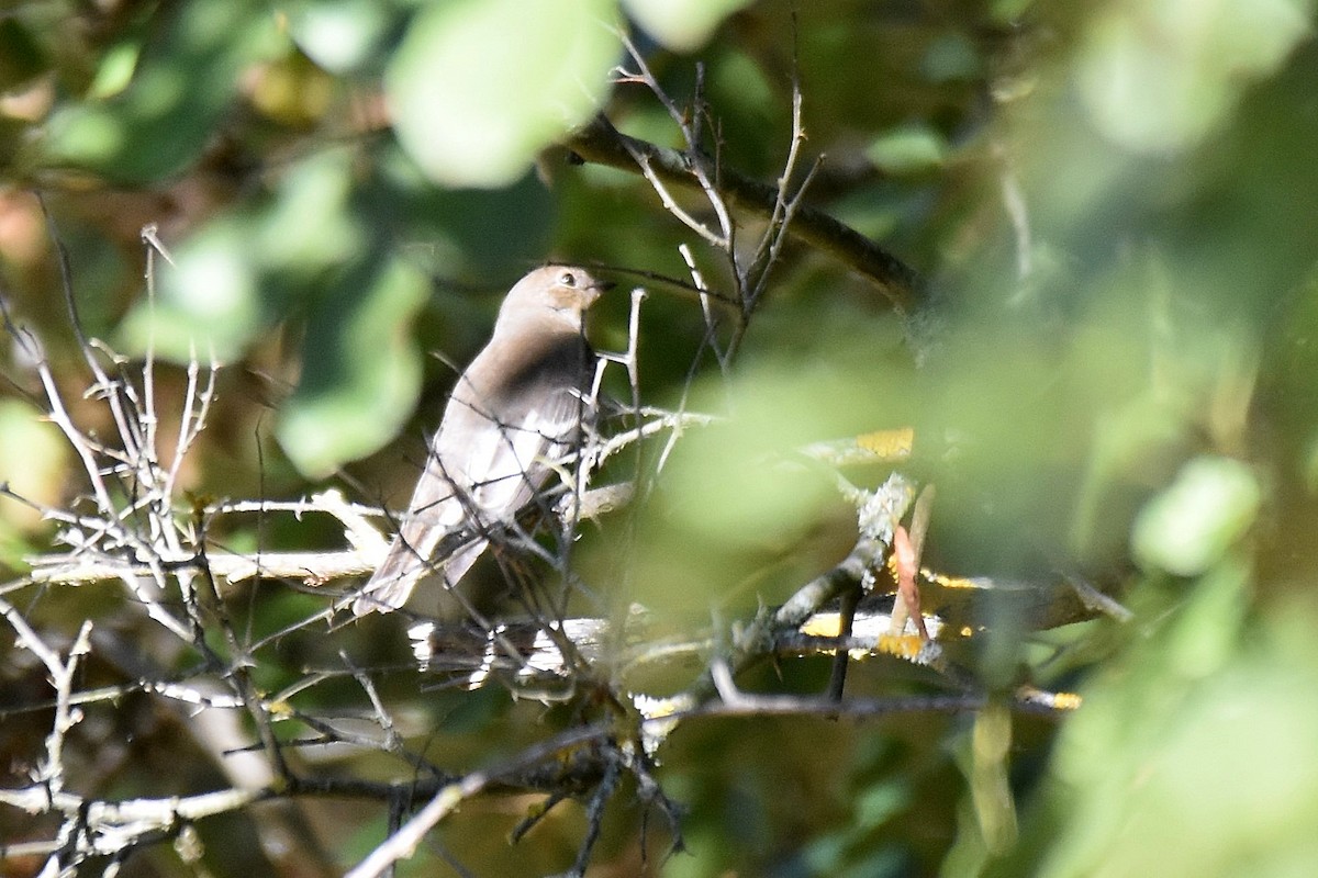 Collared Flycatcher - ML641976599