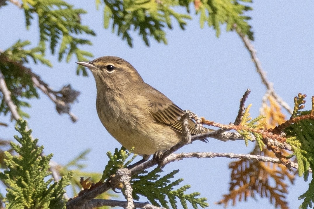 Palm Warbler - ML641976608