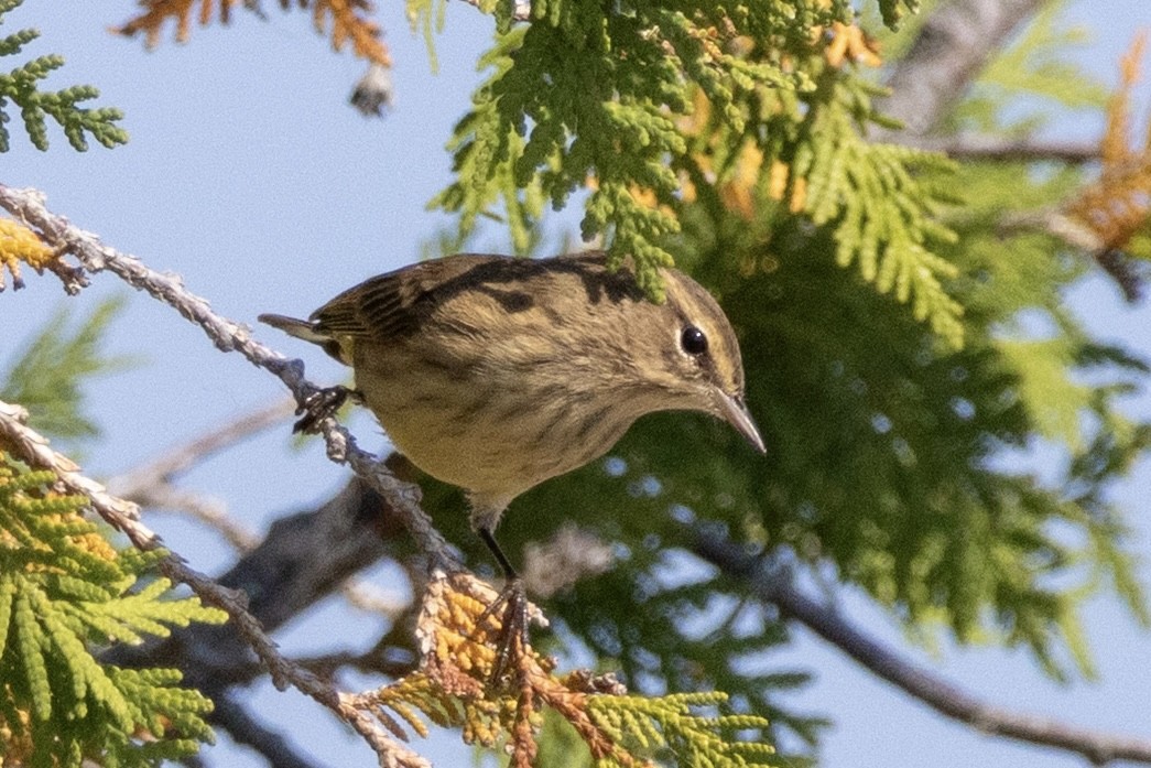 Palm Warbler - ML641976609