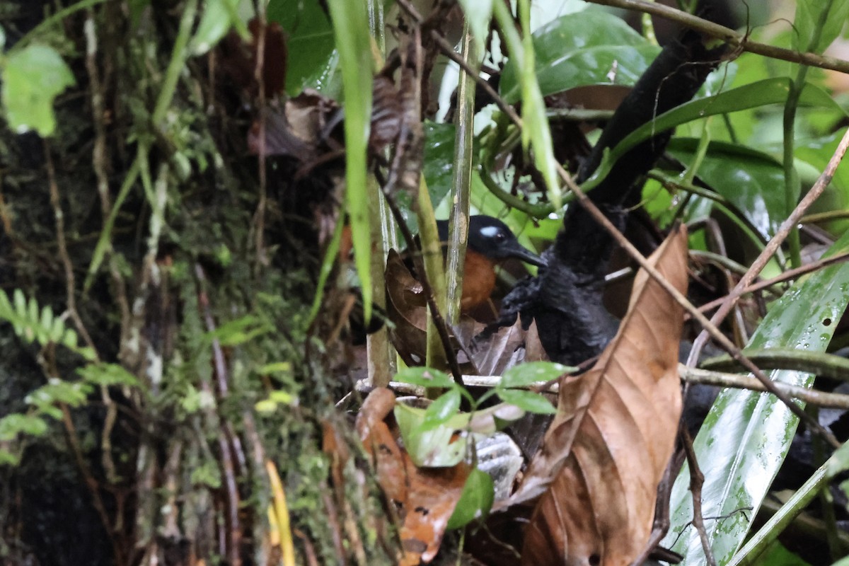 Plumbeous Antbird - ML641976610