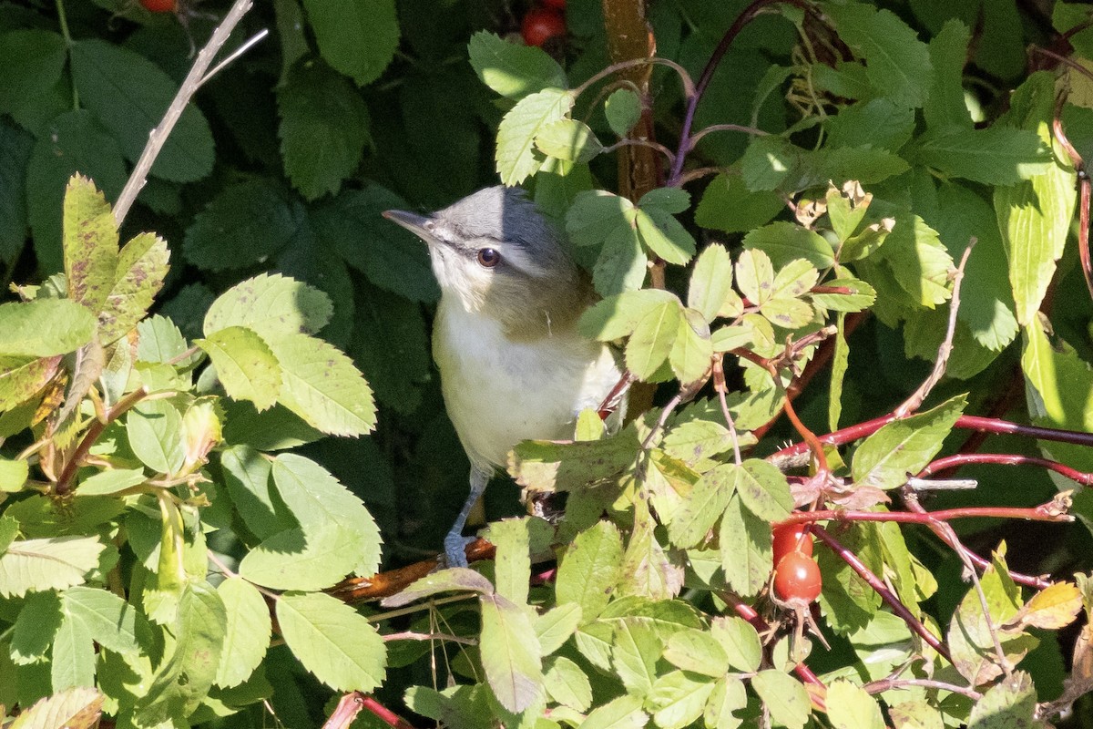 Red-eyed Vireo - ML641976614