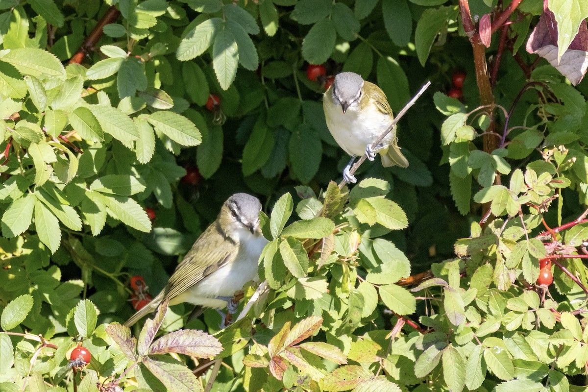 Red-eyed Vireo - ML641976615