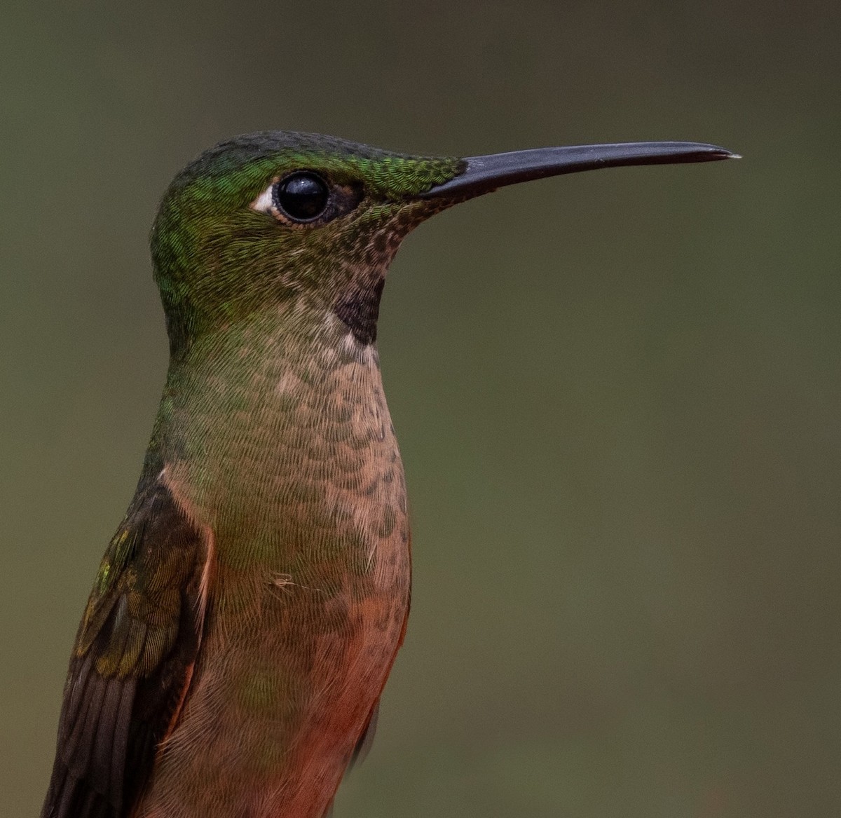Fawn-breasted Brilliant - ML641976632