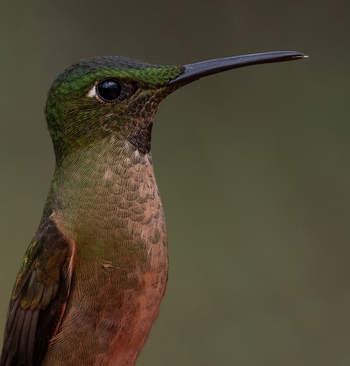 Fawn-breasted Brilliant - ML641976633
