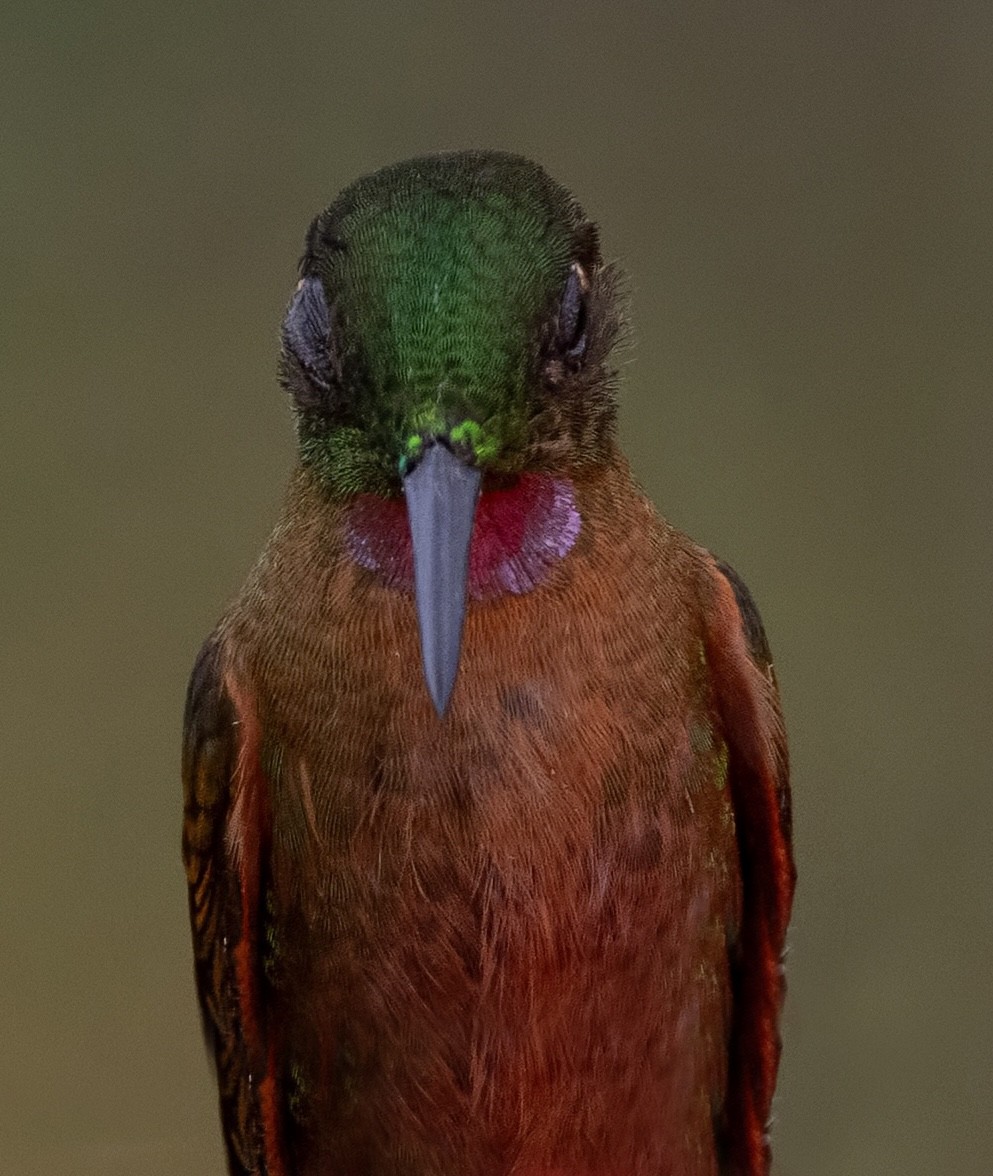 Fawn-breasted Brilliant - ML641976635