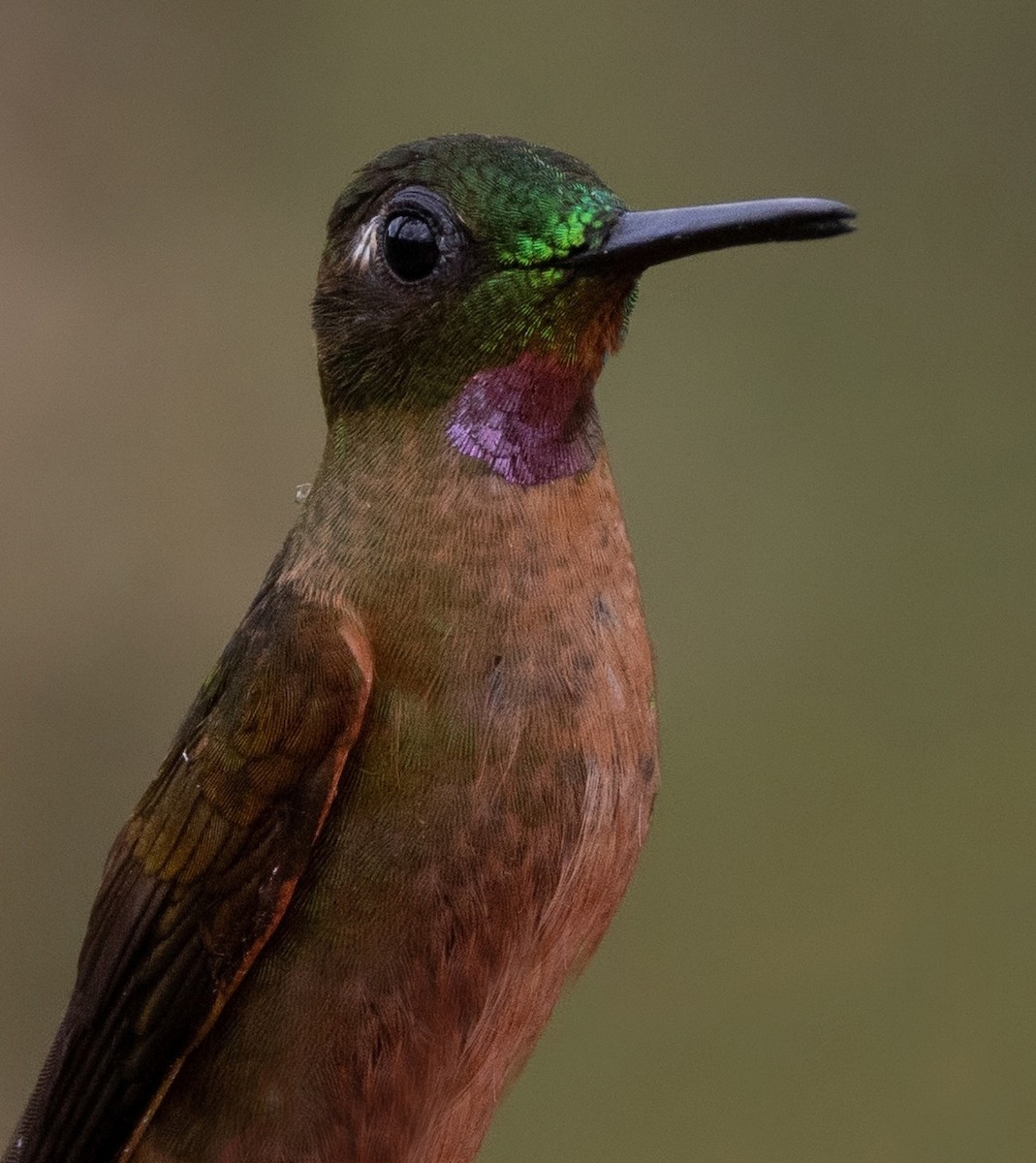 Fawn-breasted Brilliant - ML641976636