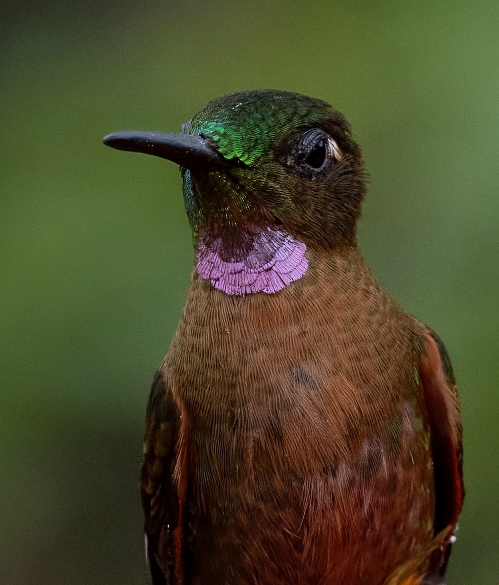 Fawn-breasted Brilliant - ML641976637