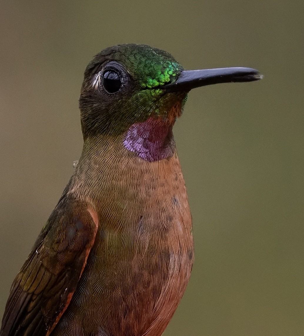 Fawn-breasted Brilliant - ML641976638