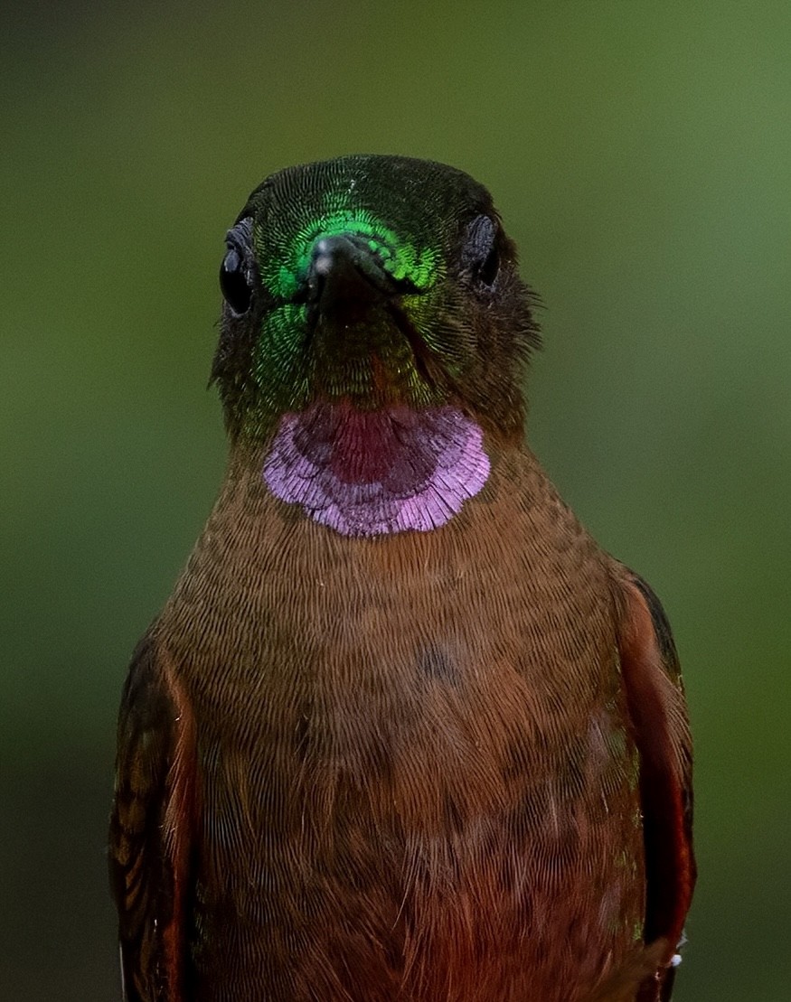 Fawn-breasted Brilliant - ML641976639