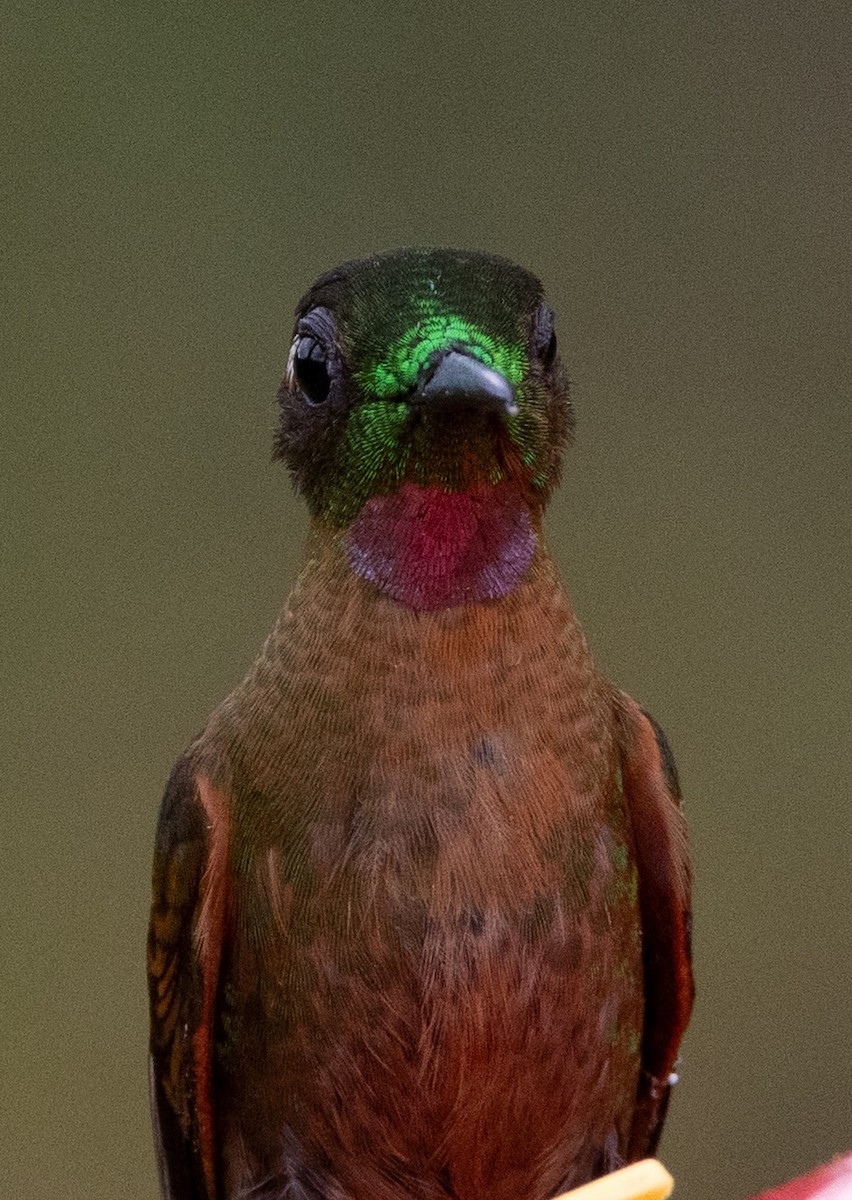 Fawn-breasted Brilliant - ML641976640