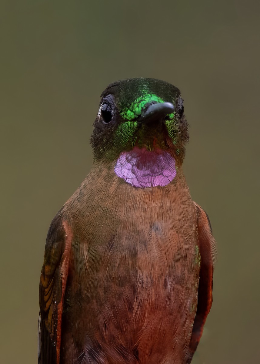 Fawn-breasted Brilliant - ML641976641