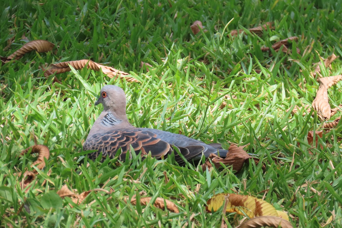 Oriental Turtle-Dove - ML641976643