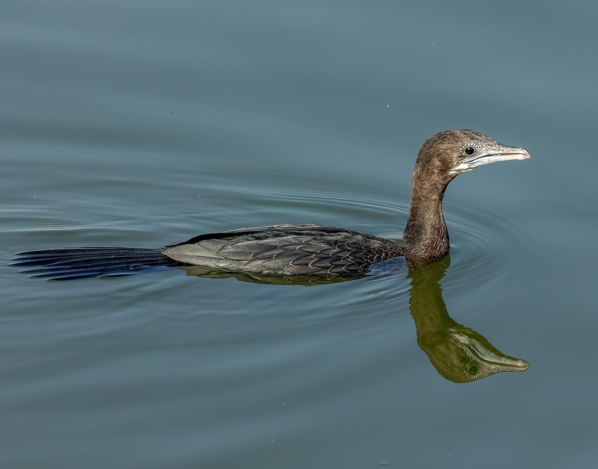 Little Cormorant - ML641976650
