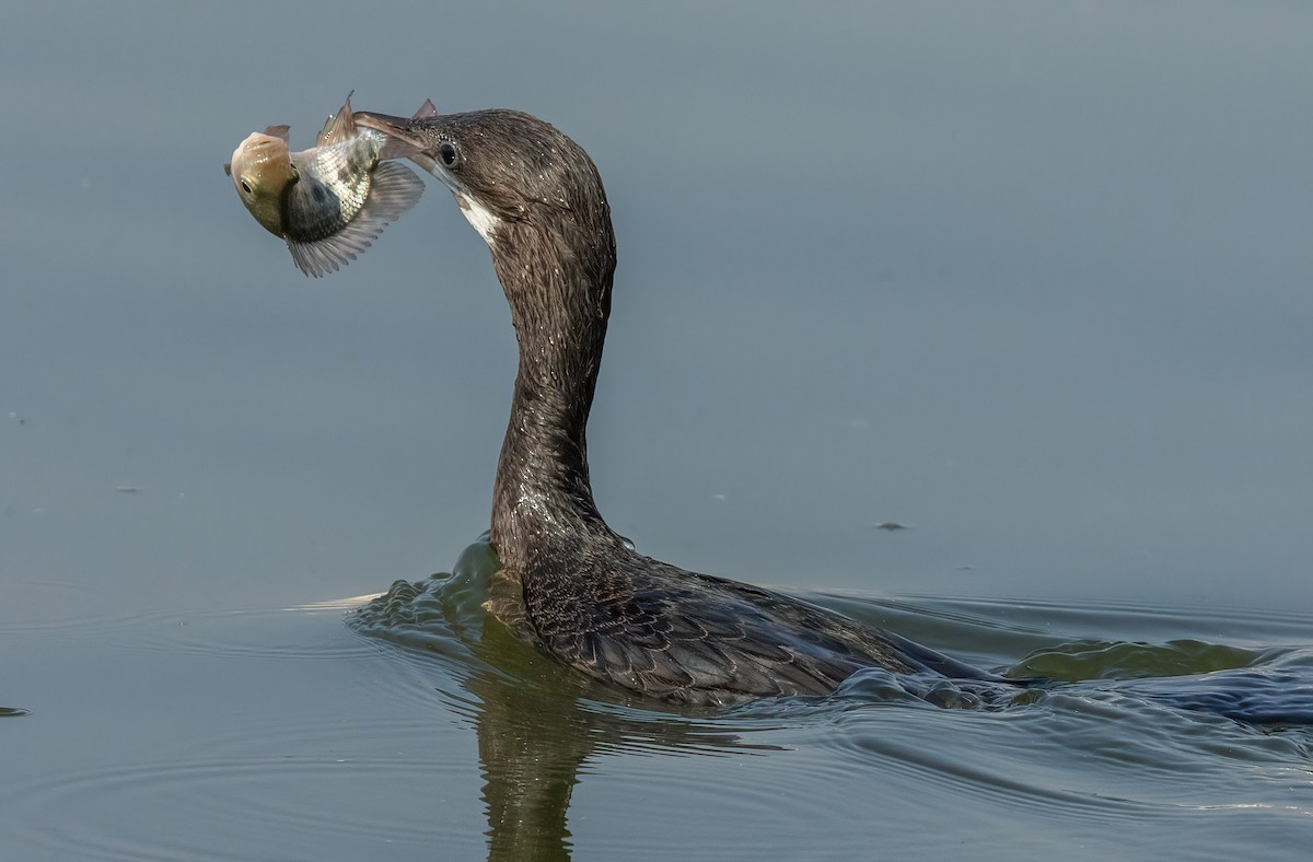 Little Cormorant - ML641976672