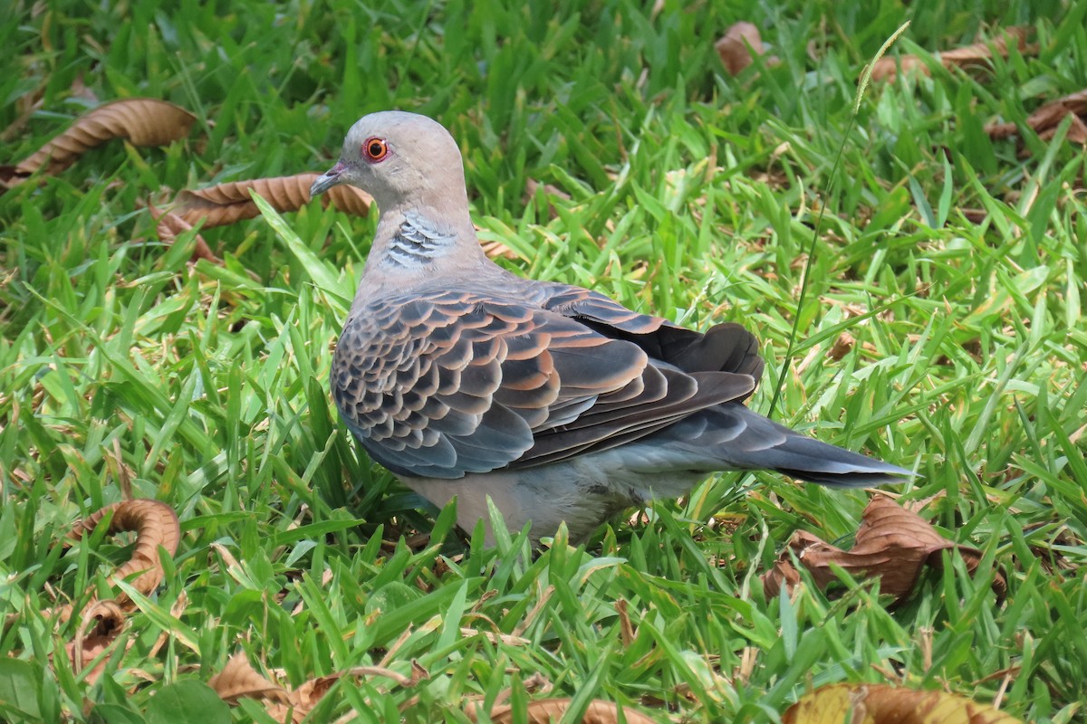 Oriental Turtle-Dove - ML641976679