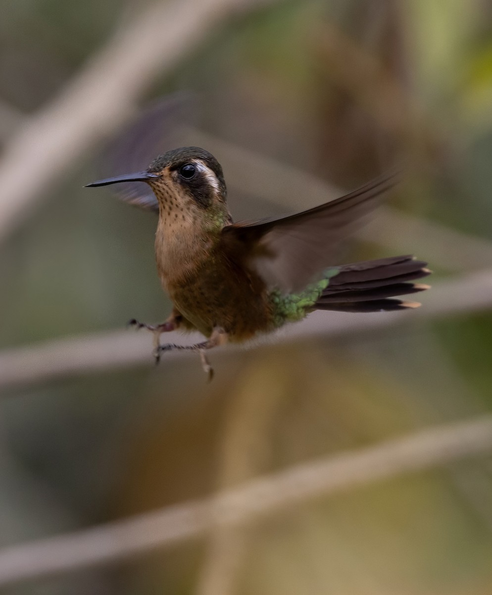 Speckled Hummingbird - ML641976684