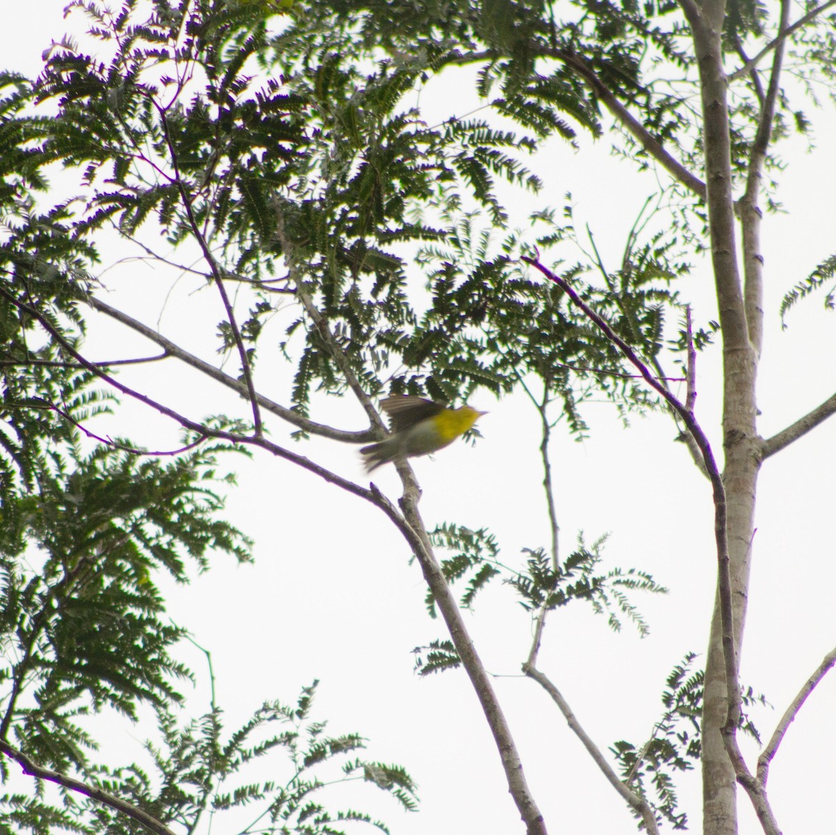Yellow-throated Vireo - ML641976689