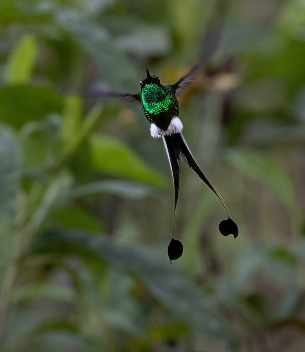 White-booted Racket-tail - ML641976697