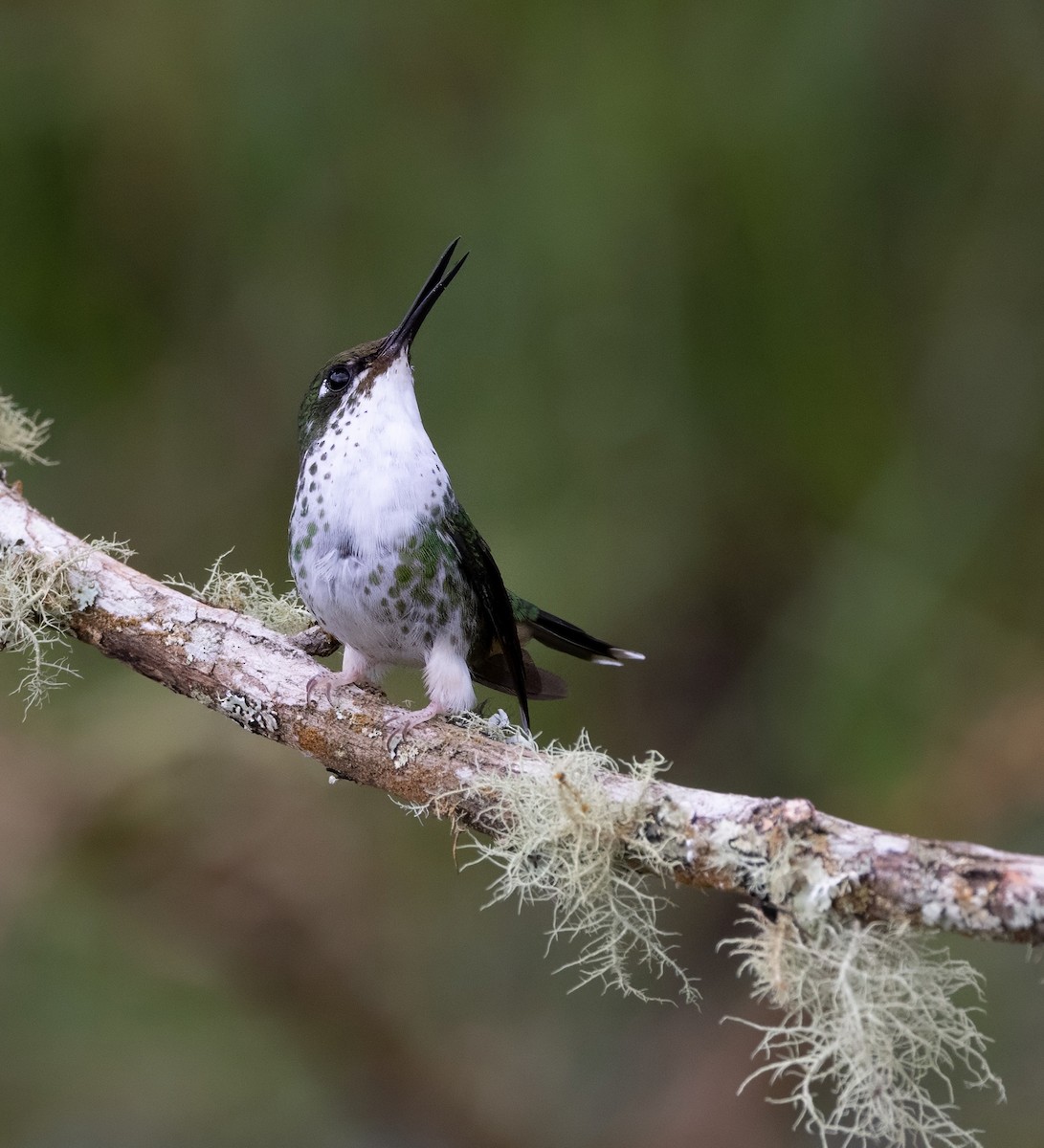White-booted Racket-tail - ML641976698