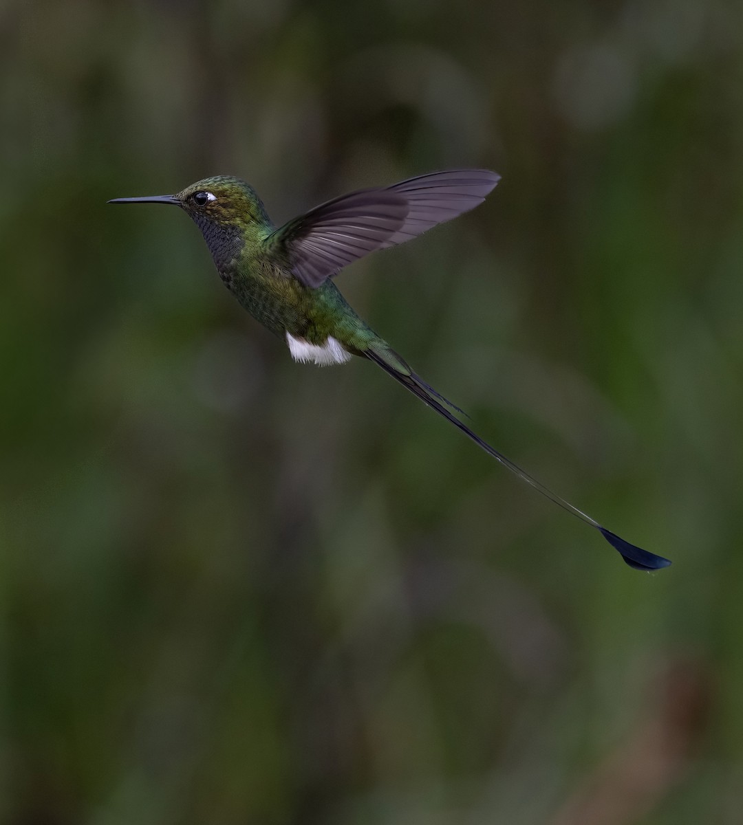 White-booted Racket-tail - ML641976699