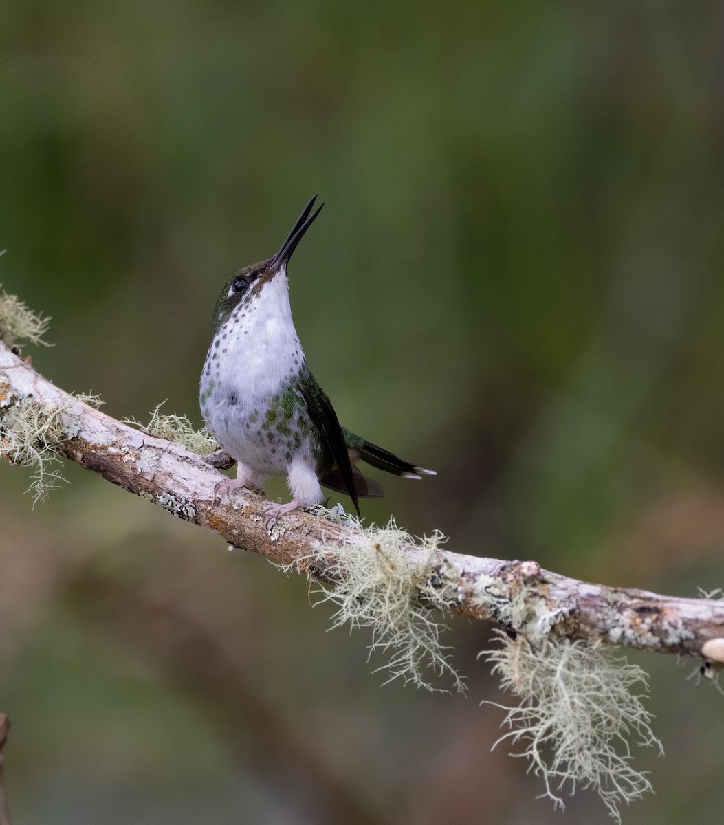 White-booted Racket-tail - ML641976700