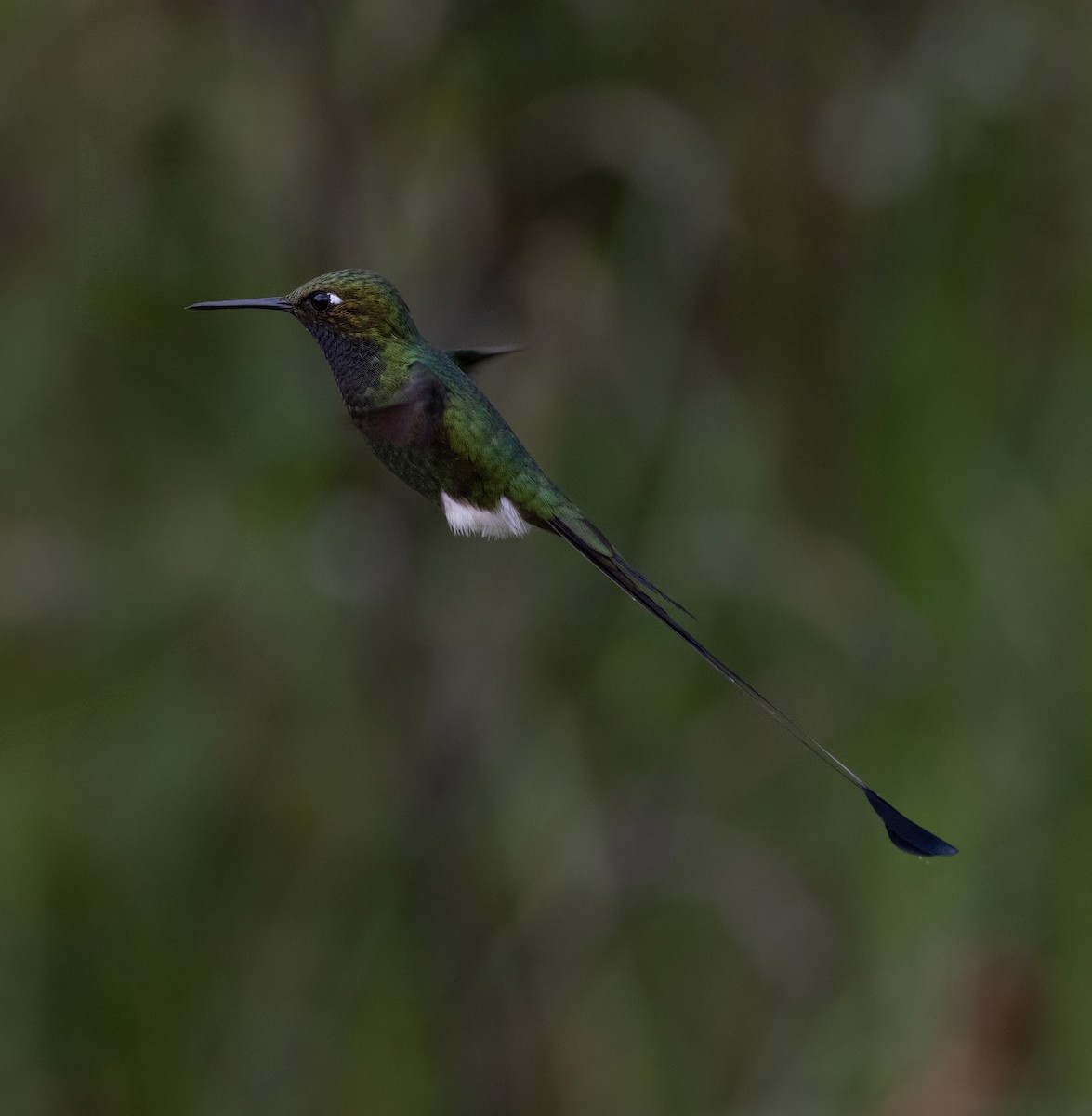 White-booted Racket-tail - ML641976701