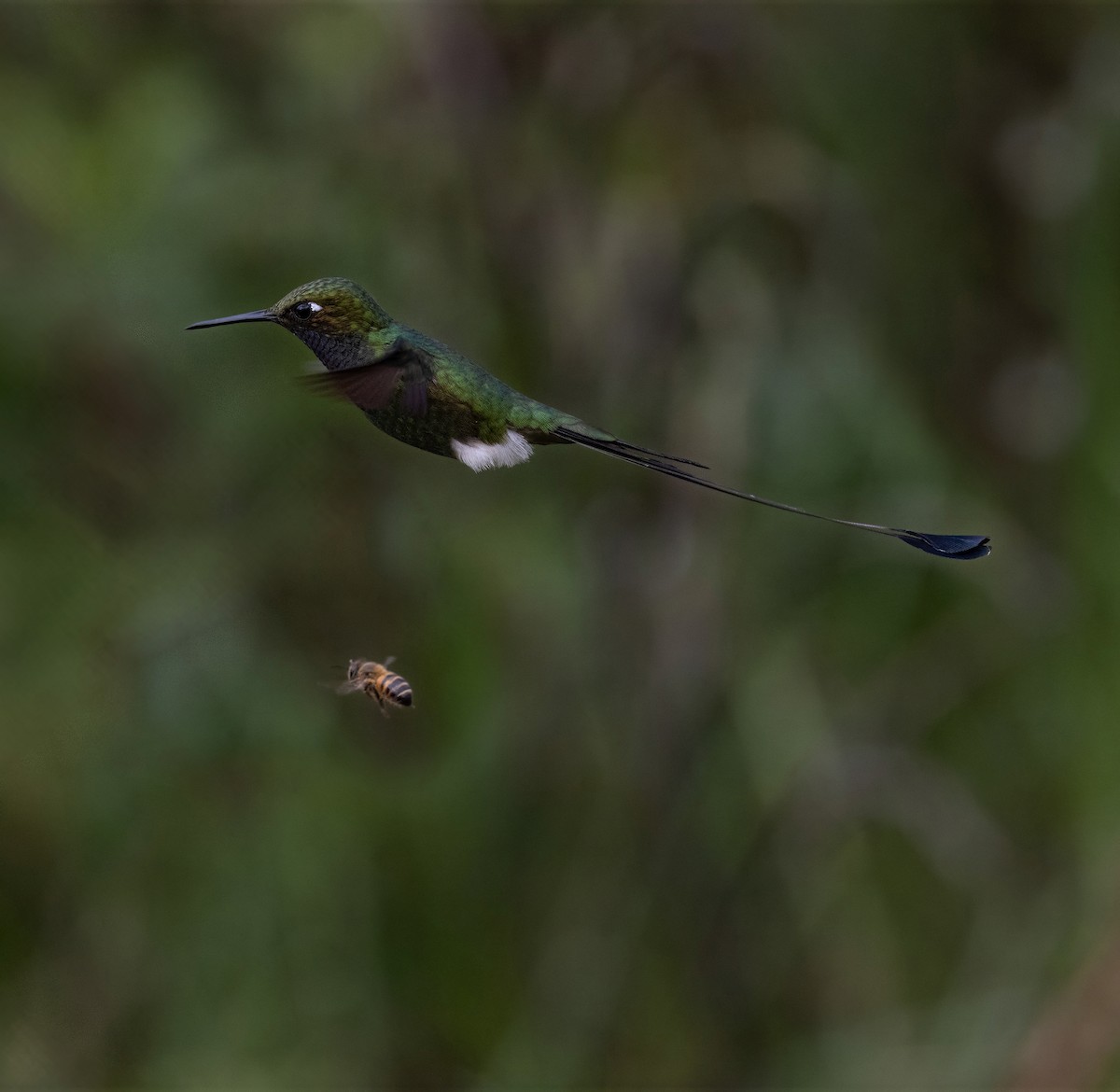 White-booted Racket-tail - ML641976704