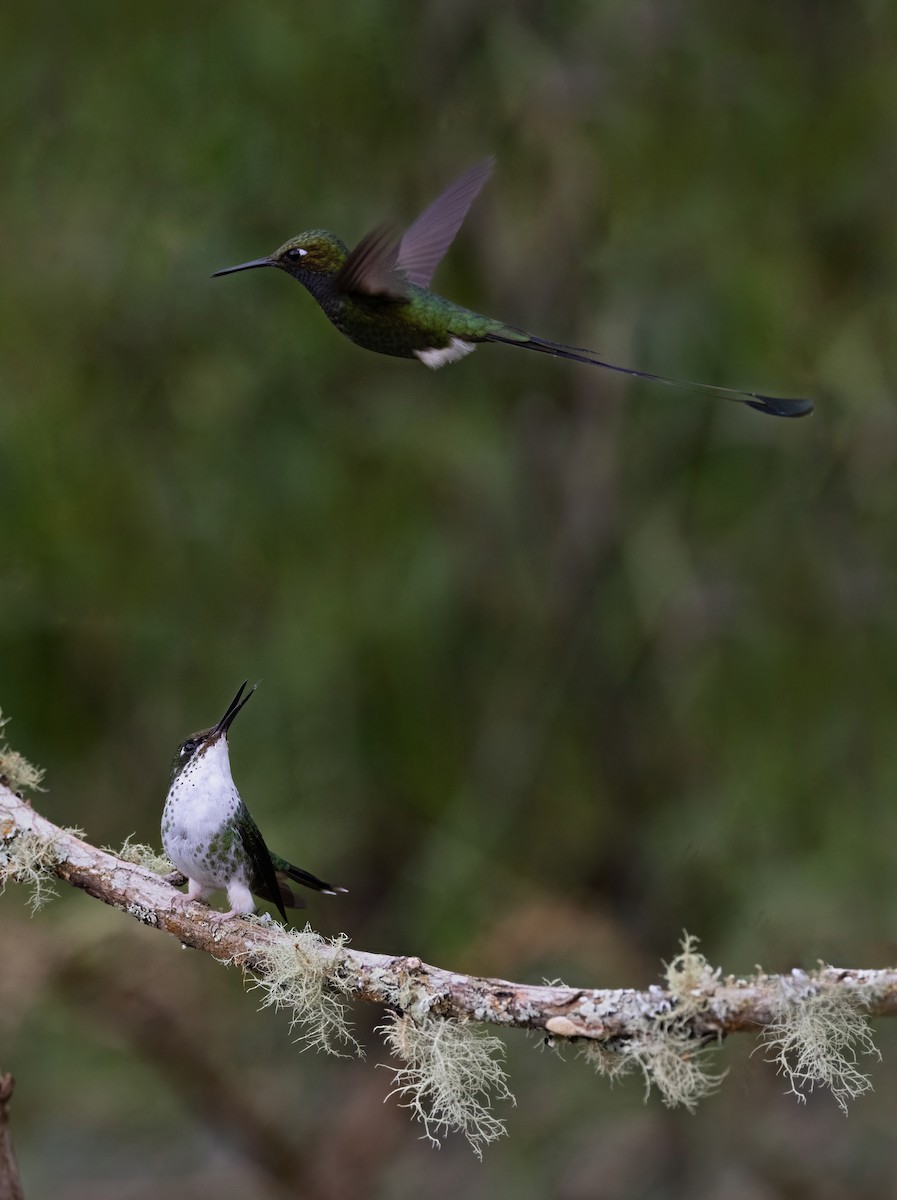 White-booted Racket-tail - ML641976705