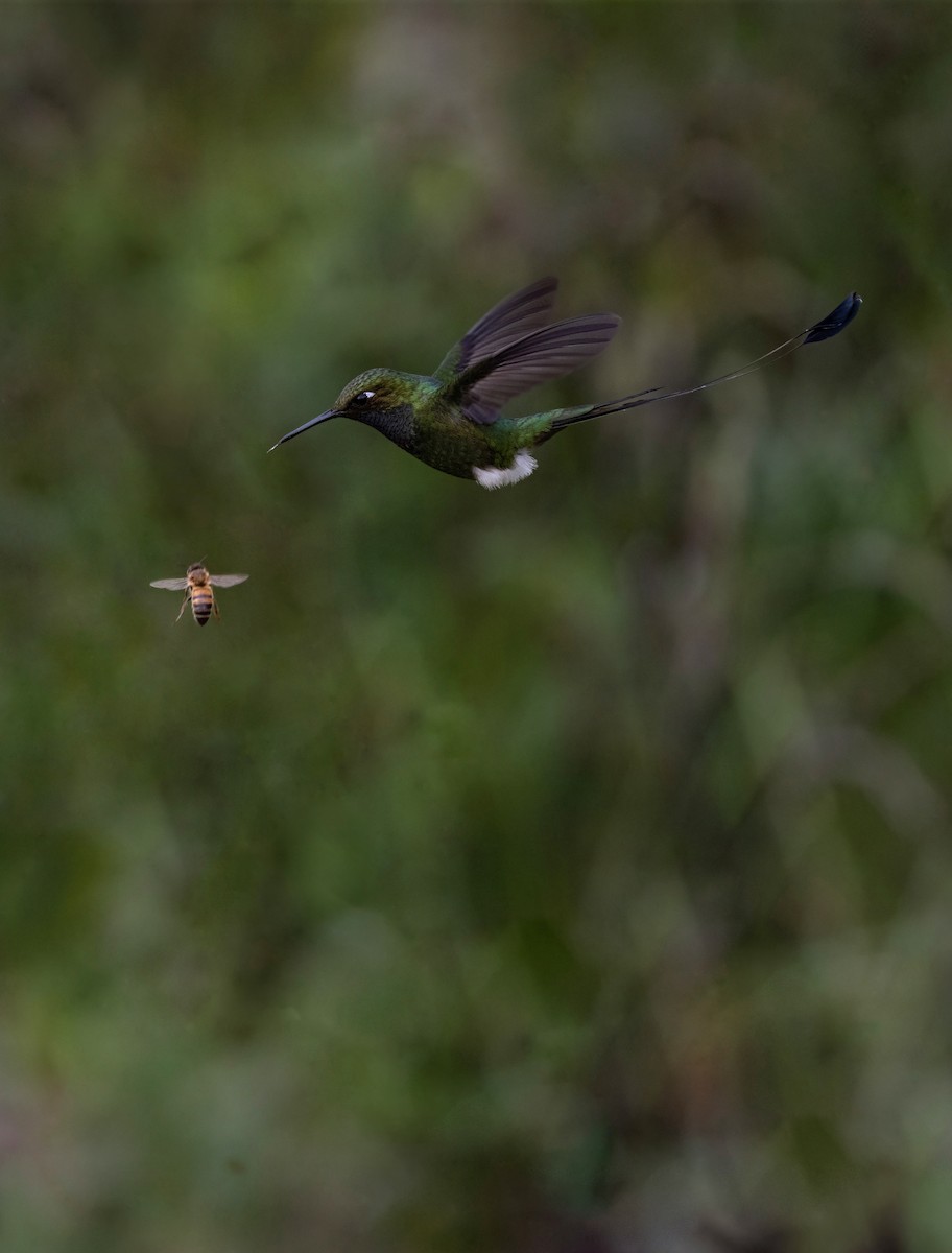 White-booted Racket-tail - ML641976706