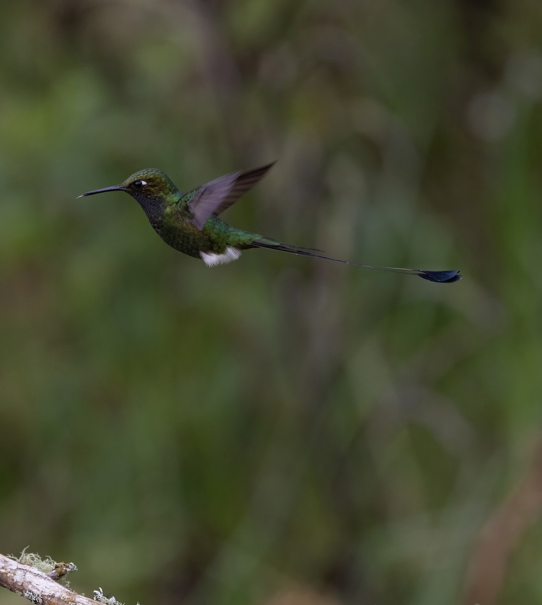 White-booted Racket-tail - ML641976707