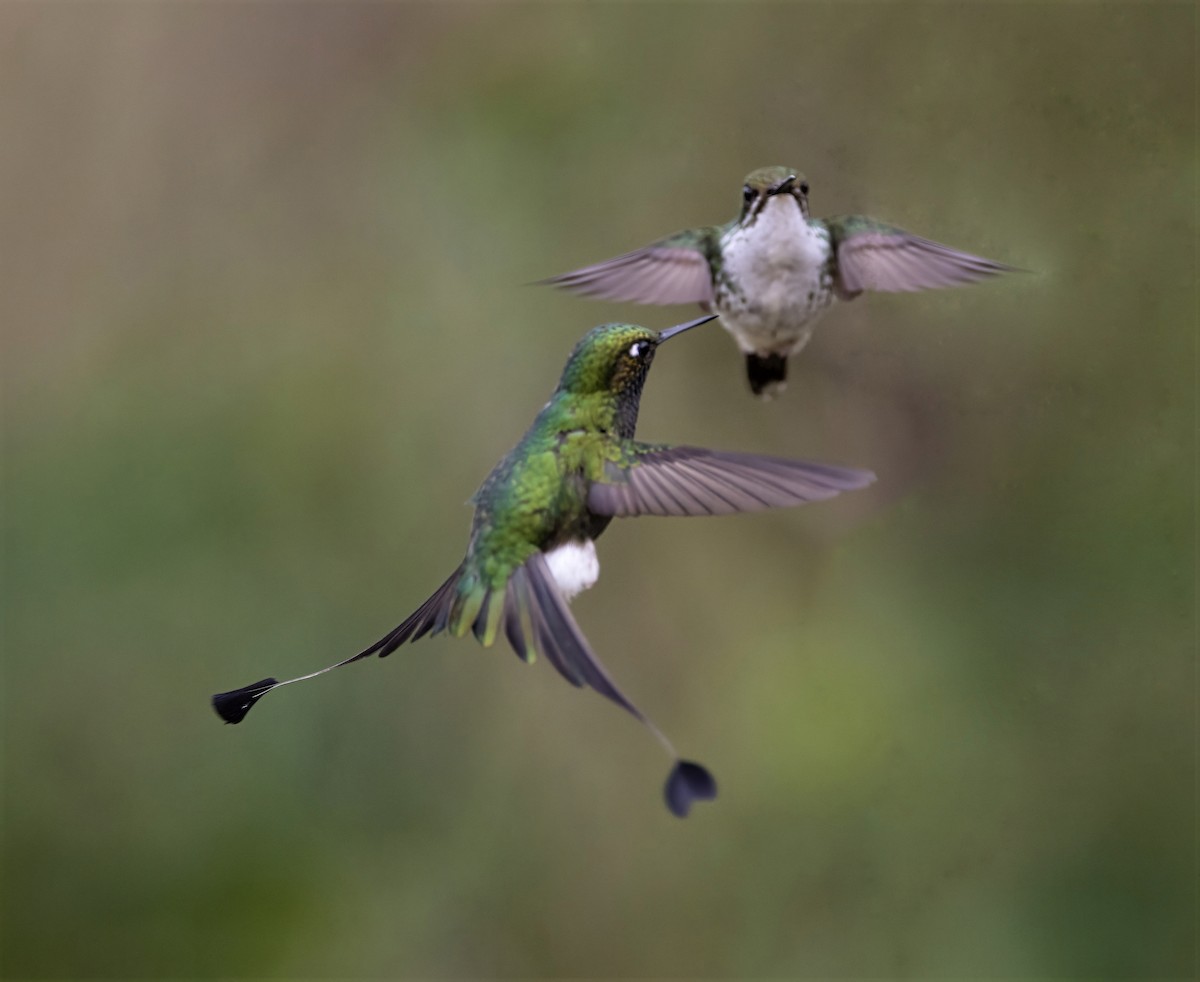 White-booted Racket-tail - ML641976708