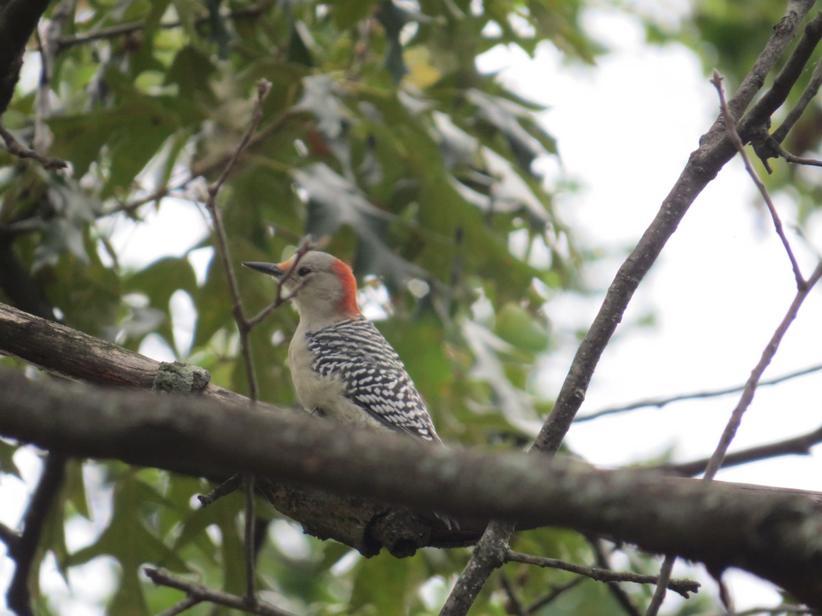Red-bellied Woodpecker - ML641976720
