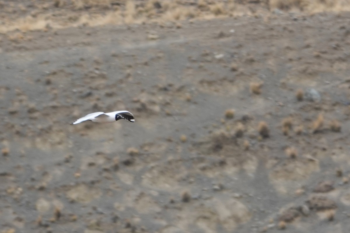 Andean Gull - ML641976728
