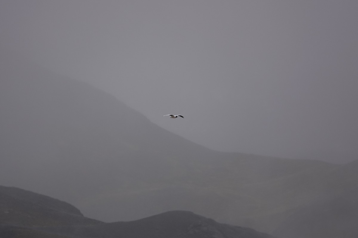 Andean Gull - ML641976729