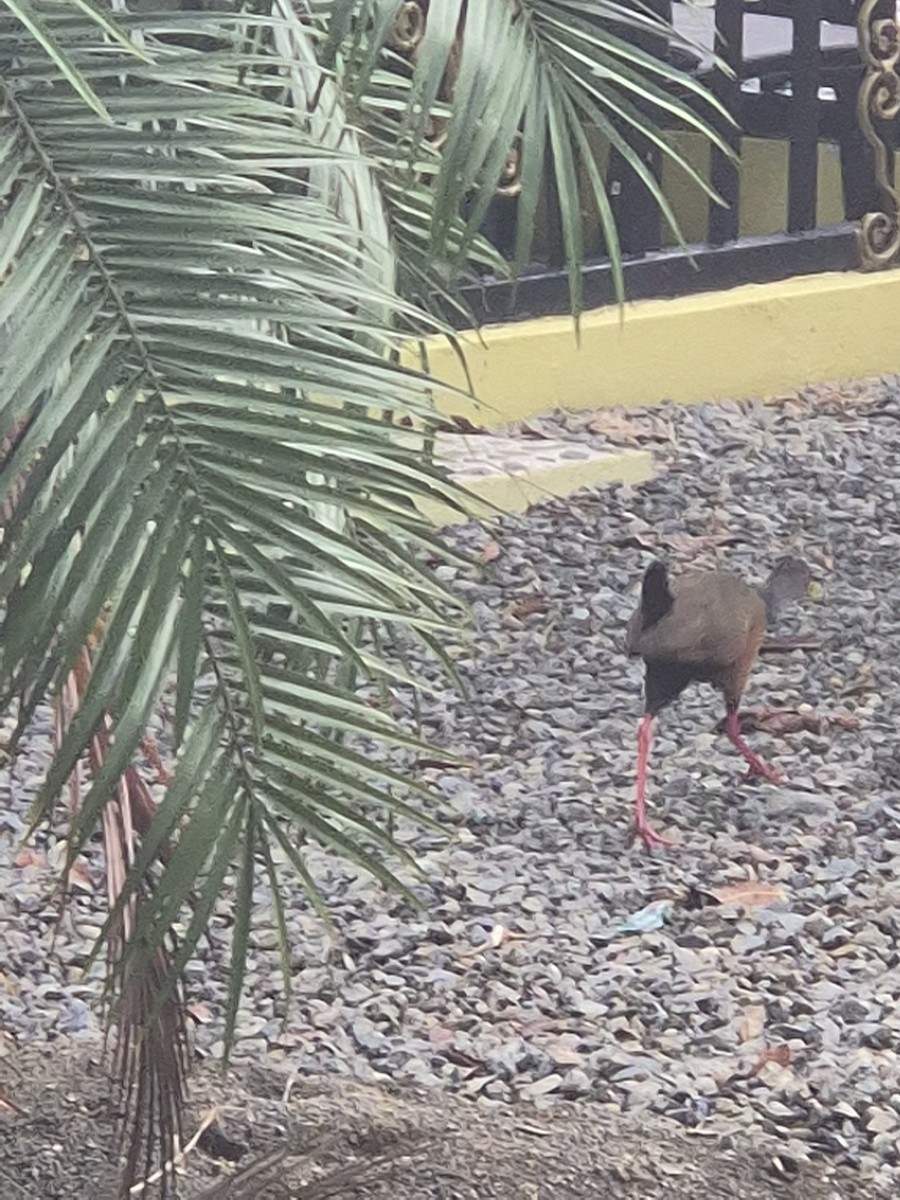 Gray-cowled Wood-Rail - ML641976734