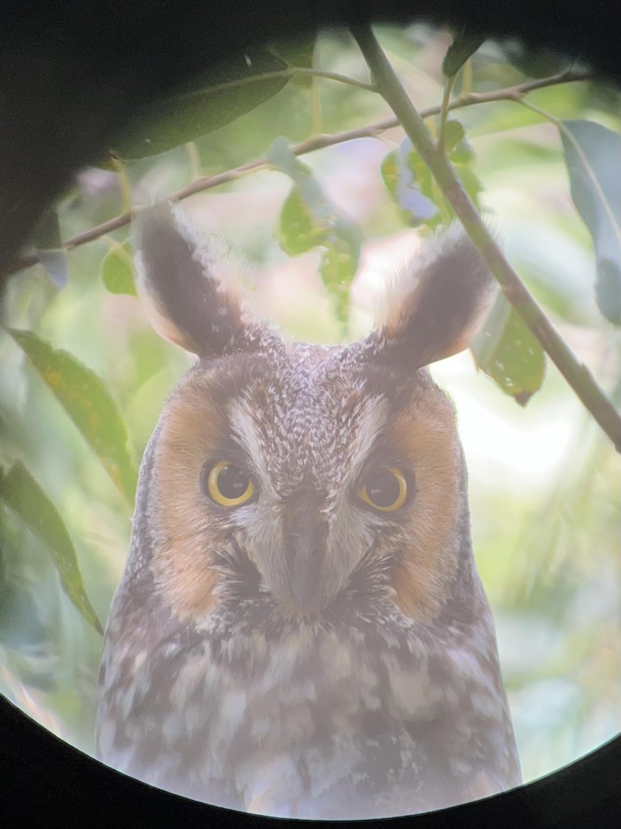 Long-eared Owl - ML641976736